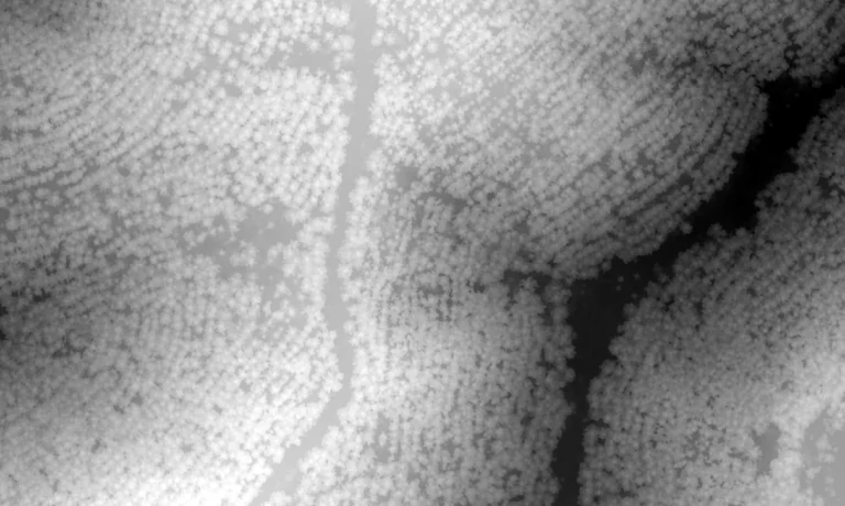 Digital Surface Models (DSM): example drone data output