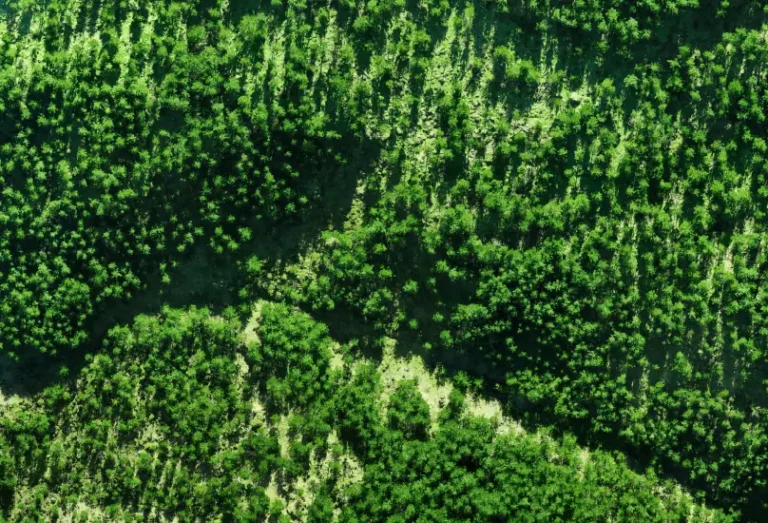 Orthomosaics: example drone data output