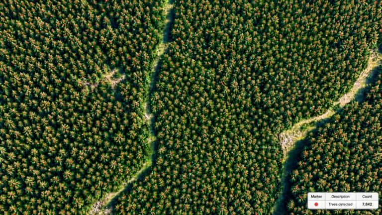 Tree Detections: example drone data output